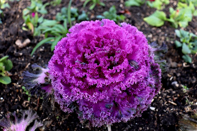 Free download cabbage ornamental cabbage free picture to be edited with GIMP free online image editor