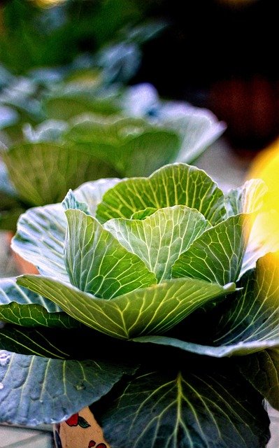 Free download cabbage plant vegetables fresh free picture to be edited with GIMP free online image editor