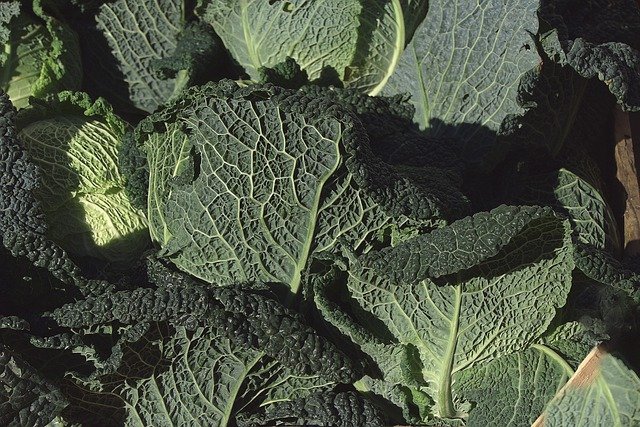 Free download cabbage savoy cabbage vegetables free picture to be edited with GIMP free online image editor