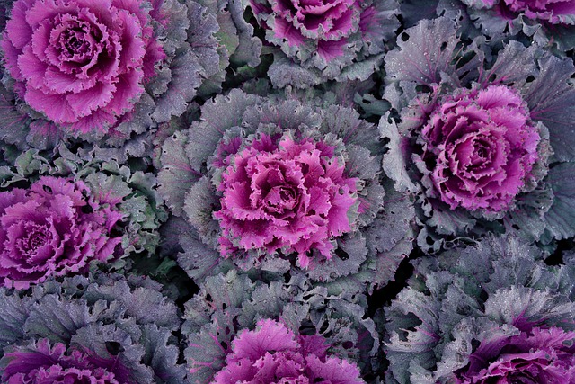 Free download cabbages ornamental cabbages free picture to be edited with GIMP free online image editor