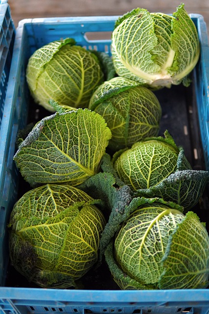 Free download cabbages vegetables harvest free picture to be edited with GIMP free online image editor