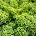 CABBAGE Theme  screen for extension Chrome web store in OffiDocs Chromium