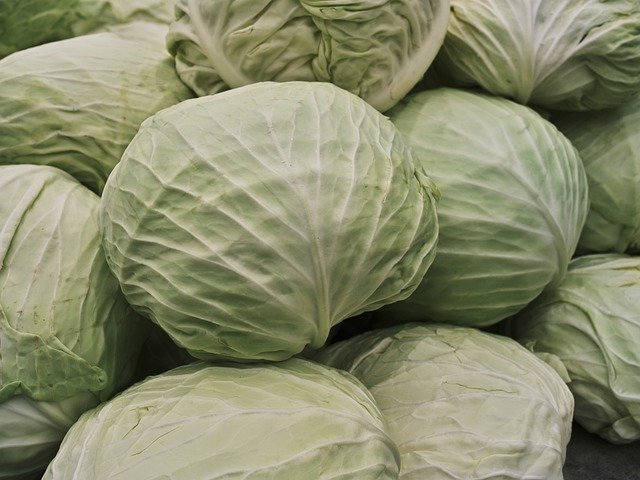 Free download cabbage vegetable food vitamin free picture to be edited with GIMP free online image editor