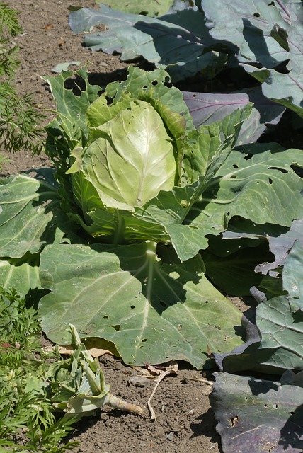 Free download Cabbage Vegetable Fresh -  free photo or picture to be edited with GIMP online image editor