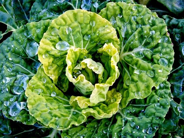 Free download cabbage vegetables dewdrop free picture to be edited with GIMP free online image editor