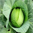 cabbage wallpaper  screen for extension Chrome web store in OffiDocs Chromium