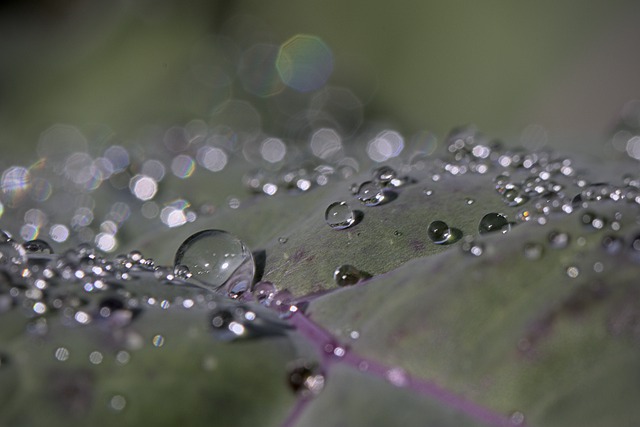 Free download cabbage waterdrops macro bokeh free picture to be edited with GIMP free online image editor