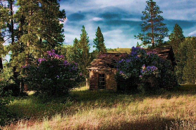Muat turun percuma Cabin Woods Cottage - foto atau gambar percuma untuk diedit dengan editor imej dalam talian GIMP