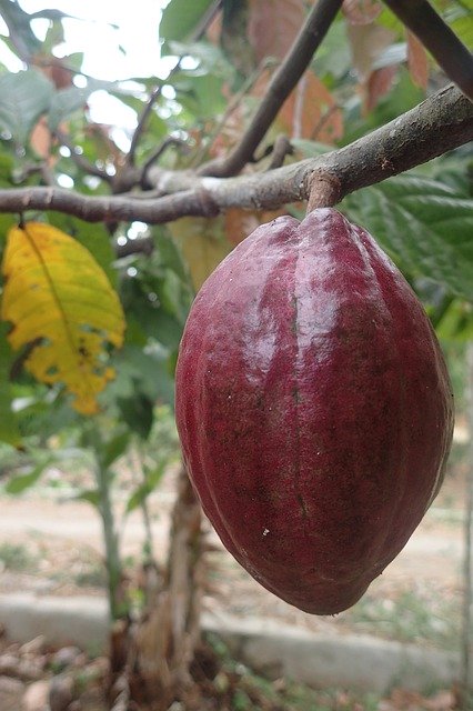 Descarga gratuita Cacao Tree Plant: foto o imagen gratuita para editar con el editor de imágenes en línea GIMP
