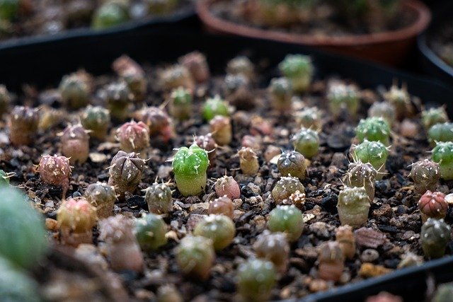 Muat turun percuma Cacti Cactus Astrophytum - foto atau gambar percuma untuk diedit dengan editor imej dalam talian GIMP