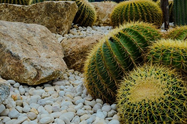 Free download Cacti Landscape Design Flower Bed -  free photo or picture to be edited with GIMP online image editor