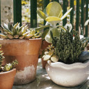 Cacti of all kinds  screen for extension Chrome web store in OffiDocs Chromium