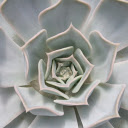 Cactus  screen for extension Chrome web store in OffiDocs Chromium