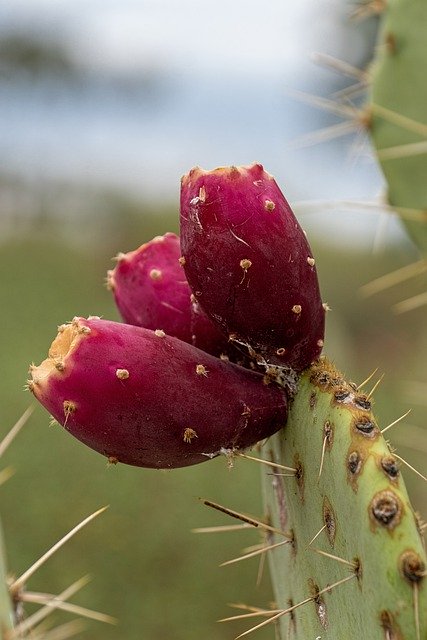 Muat turun percuma Cactus Arizona Cacti - foto atau gambar percuma untuk diedit dengan editor imej dalam talian GIMP