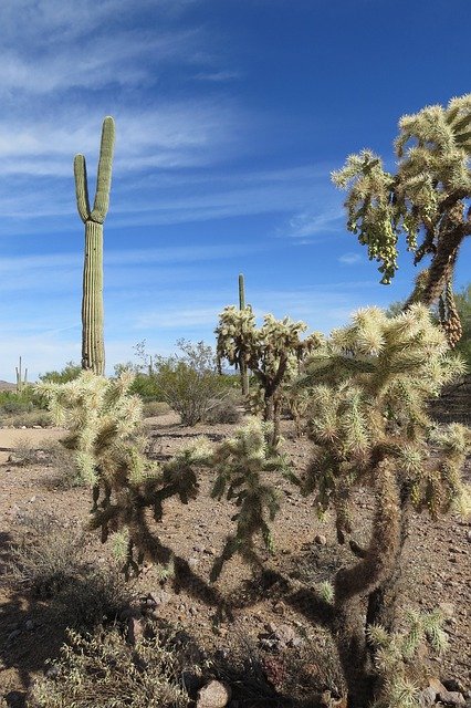 Безкоштовно завантажити Cactus Arizona Desert - безкоштовне фото або зображення для редагування за допомогою онлайн-редактора зображень GIMP