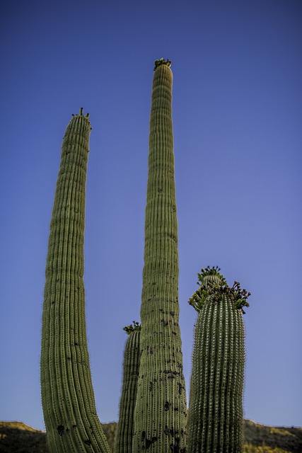 Free download cactus az landscape saguaro tucson free picture to be edited with GIMP free online image editor