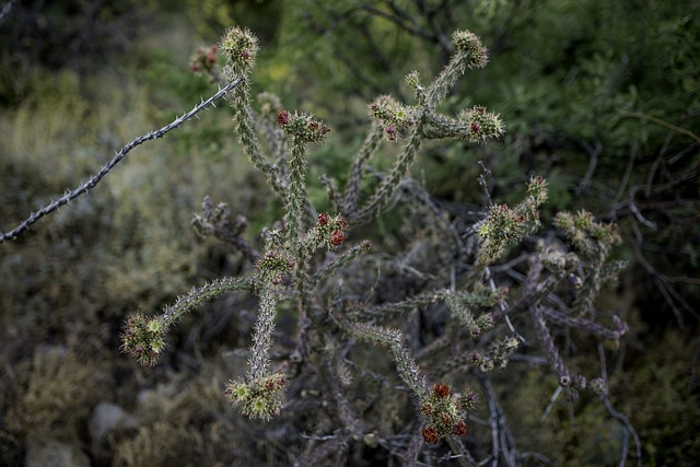 Free download cactus az wilderness flower cacti free picture to be edited with GIMP free online image editor