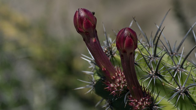 Free download cactus bcs baja california sur free picture to be edited with GIMP free online image editor