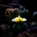 Cactus blooms  screen for extension Chrome web store in OffiDocs Chromium