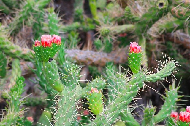 Free download Cactus Blooms Flower -  free photo or picture to be edited with GIMP online image editor