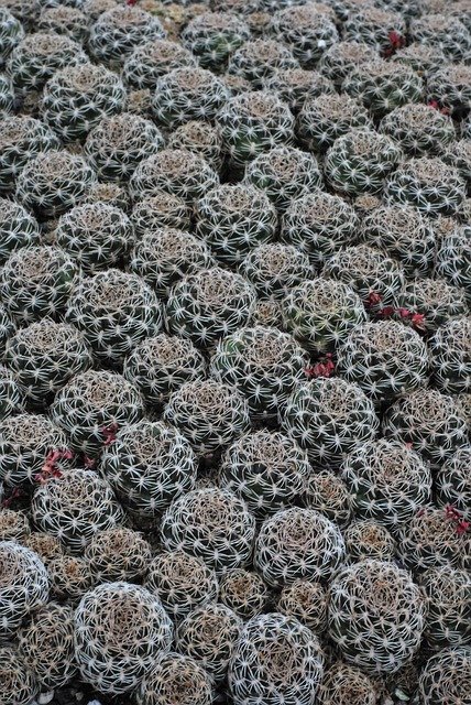 Free download Cactus Breeding -  free photo or picture to be edited with GIMP online image editor