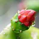 Cactus buds drenched in dew  screen for extension Chrome web store in OffiDocs Chromium
