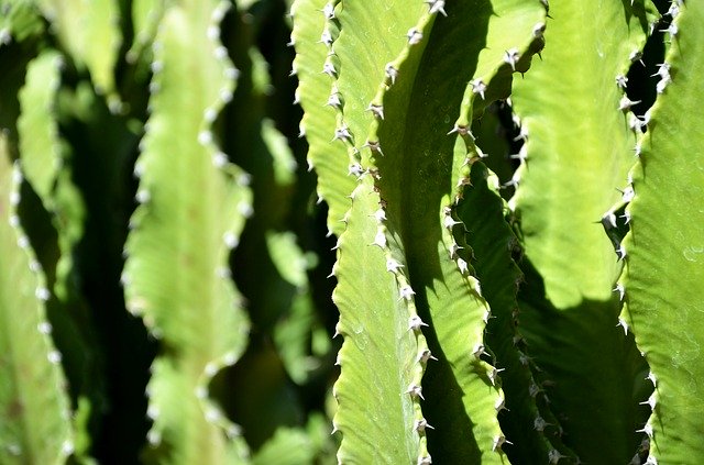 Free download Cactus Cacti Green -  free photo or picture to be edited with GIMP online image editor