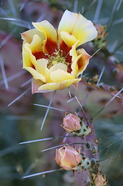 Free download Cactus Cacti Nature -  free photo or picture to be edited with GIMP online image editor