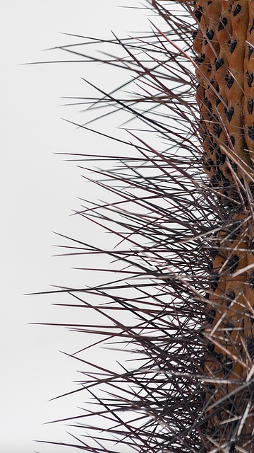 Free download cactus cacti plant thorns desert free picture to be edited with GIMP free online image editor