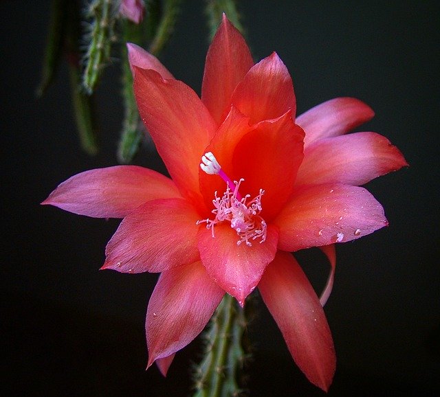 Free download Cactus Cacti Red -  free photo or picture to be edited with GIMP online image editor