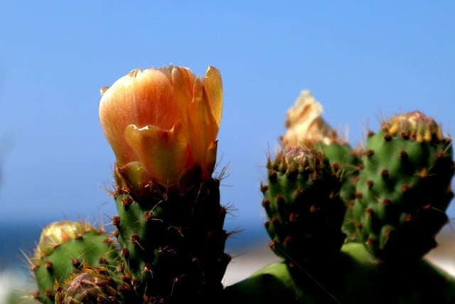 Free download cactus cactus flower plant flora free picture to be edited with GIMP free online image editor