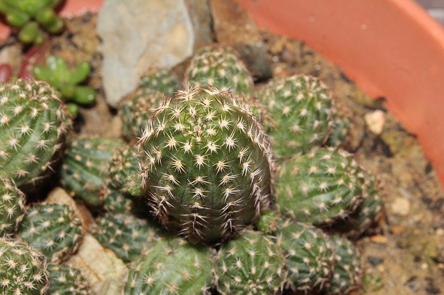 Free download Cactus Crass Succulent -  free photo or picture to be edited with GIMP online image editor