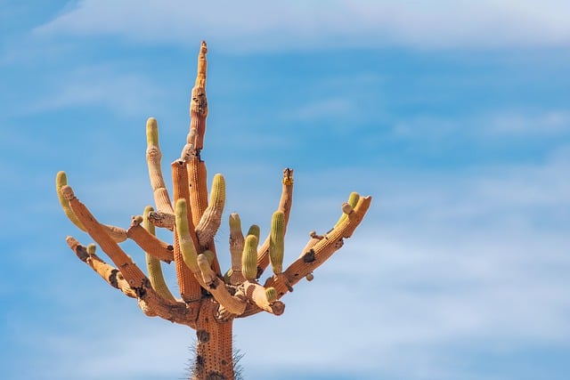 Free download cactus desert desert plants nature free picture to be edited with GIMP free online image editor
