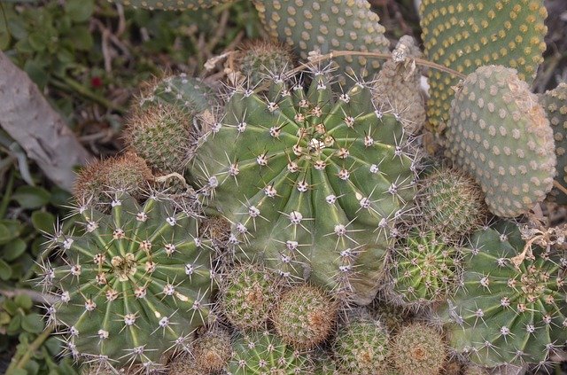 Libreng download Cactus Desert Nature - libreng larawan o larawan na ie-edit gamit ang GIMP online na editor ng imahe