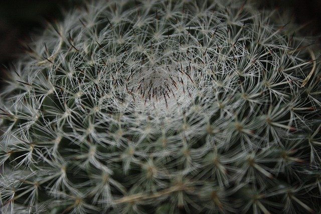 Free download Cactus Desert Spines -  free photo or picture to be edited with GIMP online image editor