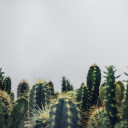 Cactus dust  screen for extension Chrome web store in OffiDocs Chromium