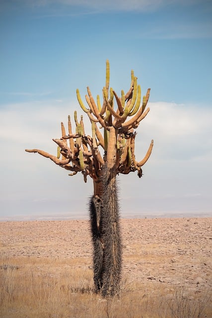 Free download cactus floors desert desert plants free picture to be edited with GIMP free online image editor