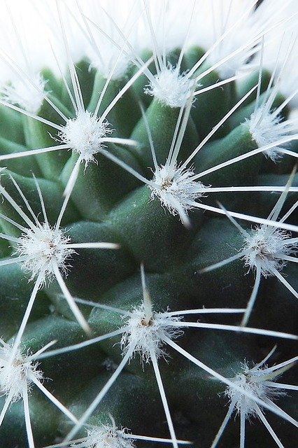 Free download Cactus Flora -  free photo or picture to be edited with GIMP online image editor