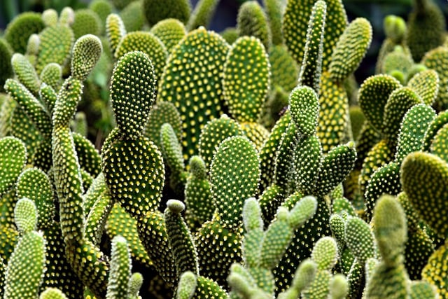 Free download cactus flora flower nature floral free picture to be edited with GIMP free online image editor