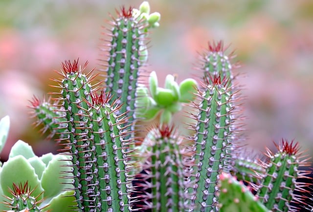 Free download cactus flora flower plant nature free picture to be edited with GIMP free online image editor