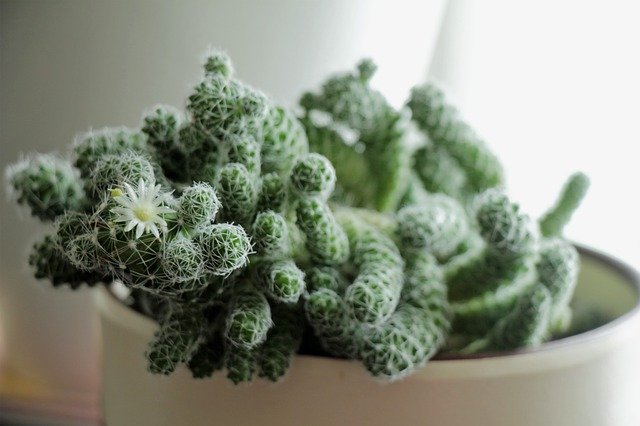 Tải xuống miễn phí Cactus Flower Bloom Mẫu ảnh miễn phí được chỉnh sửa bằng trình chỉnh sửa hình ảnh trực tuyến GIMP