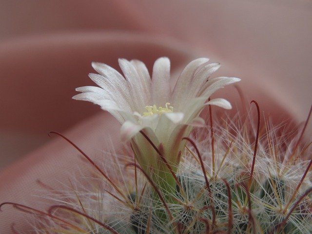 Free picture Cactus Flower Blossom -  to be edited by GIMP free image editor by OffiDocs