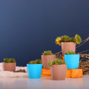 Cactus flower pots  screen for extension Chrome web store in OffiDocs Chromium
