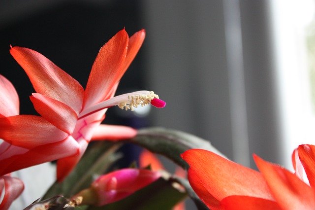 Free download Cactus Flowers Epiphyllum Hybrid -  free photo or picture to be edited with GIMP online image editor