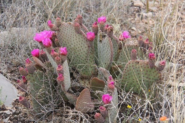 Muat turun percuma templat foto percuma Cactus Flowers Succulent untuk diedit dengan editor imej dalam talian GIMP