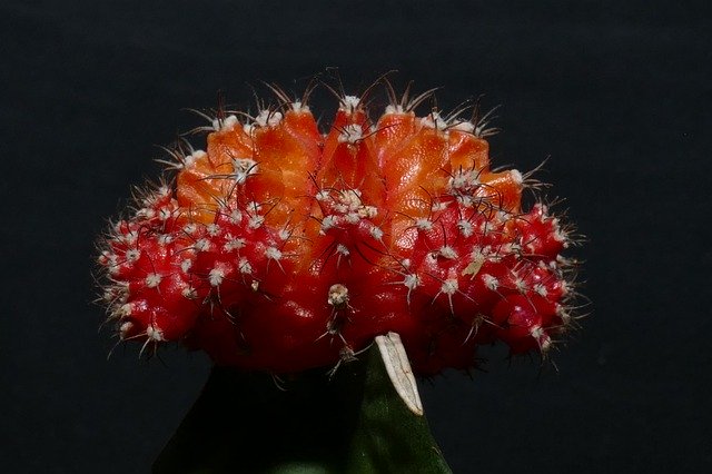 Descarga gratuita Cactus Flower Succulent: foto o imagen gratuita para editar con el editor de imágenes en línea GIMP