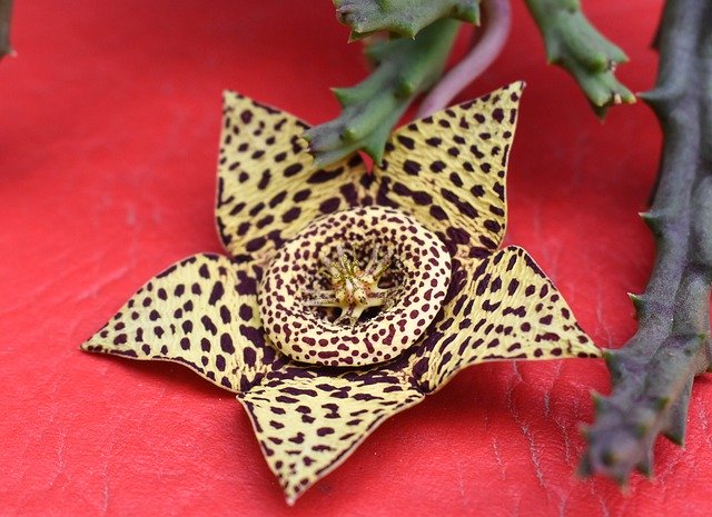 Téléchargement gratuit Cactus Flower Thorns Flora - photo ou image gratuite à éditer avec l'éditeur d'images en ligne GIMP