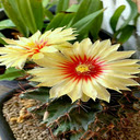 Cactus flower wallpaper  screen for extension Chrome web store in OffiDocs Chromium