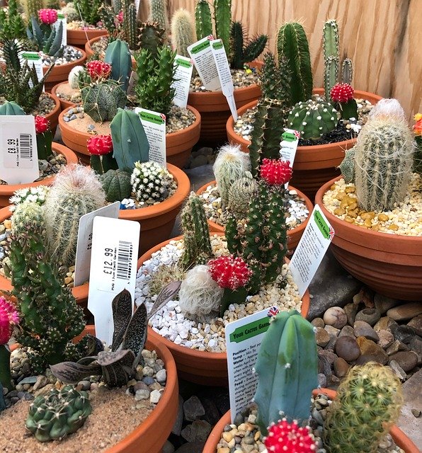 ดาวน์โหลดเทมเพลตรูปภาพฟรี Cactus Garden Beauty เพื่อแก้ไขด้วยโปรแกรมแก้ไขรูปภาพออนไลน์ GIMP