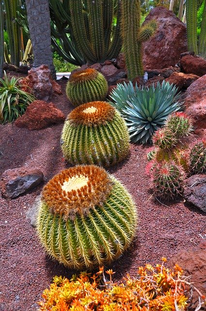 Gratis download Cactus Green - gratis foto of afbeelding om te bewerken met GIMP online afbeeldingseditor